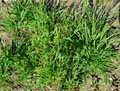 Bromus racemosus