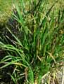 Bromus willdenowii