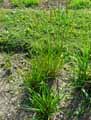 Calamagrostis arundinacea