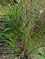 Calamagrostis arundinacea