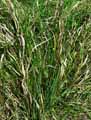 Calamagrostis epigejos
