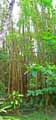 Dendrocalamus asper