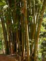 Dendrocalamus giganteus