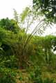 Dendrocalamus giganteus