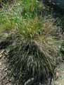 Deschampsia cespitosa