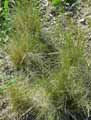 Deschampsia media