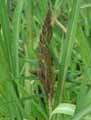 Echinochloa crus-galli