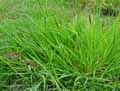 Echinochloa crus-galli