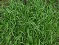 Elytrigia repens