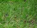Elytrigia repens