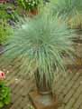 Festuca Intense Blue