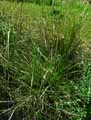 Festuca arundinaceae
