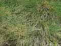 Festuca arvernensis