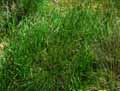 Festuca duriuscula ssp. glauca