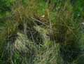 Festuca filiformis, Festuca tenuifolia