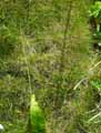 Festuca gautieri