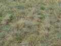 Festuca glauca