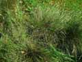 Festuca glauca