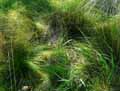 Festuca heterophylla