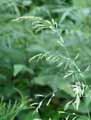 Festuca laevigata subsp. laevigata