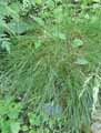 Festuca laevigata subsp. laevigata