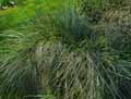 Festuca mairei
