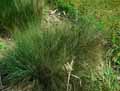 Festuca ovina