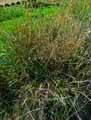 Festuca pratensis