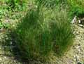 Festuca rubra