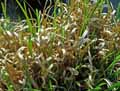 Glyceria maxima Variegata
