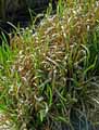 Glyceria maxima Variegata