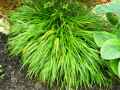 Hakonechloa macra Aureola