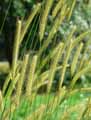 Hordeum bulbosum
