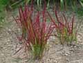 Imperata cylindrica