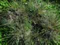 Koeleria macrantha