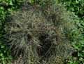 Koeleria vallesiana