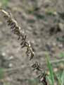 Melica altissima