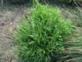 Melica altissima