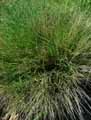 Melica ciliata