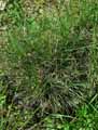 Melica nutans