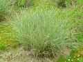 Miscanthus sinensis variegatum