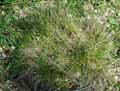 Nardus stricta
