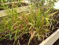 Oryza neocaledonica