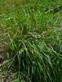 Panicum bulbosum