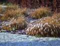 Pennisetum alopecuroides