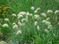 Pennisetum alopecuroides