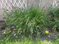 Pennisetum alopecuroides