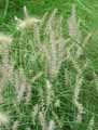 Pennisetum orientale