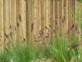 Pennisetum setaceum