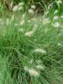 Pennisetum villosum, Pennisetum longistylum